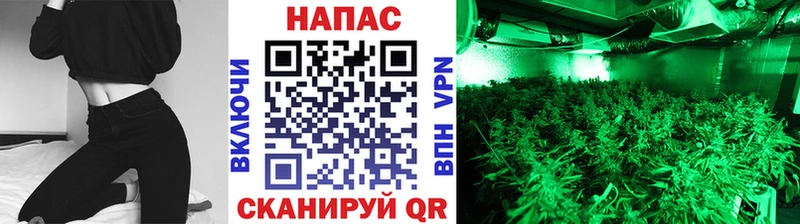 Купить закладки  Канаш  Канабис Ganja 